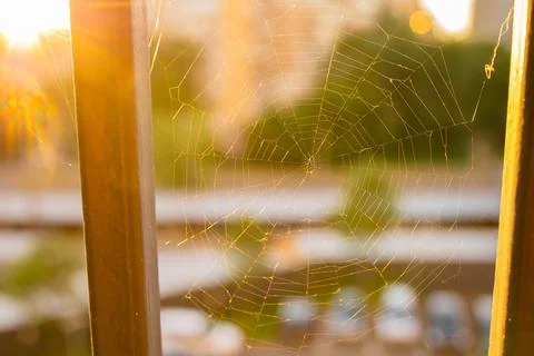 Spider web close-up. Natural pattern. Golden background. Soft sunlight. Foto stock
