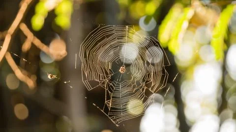 Spider web close-up Stock-Fotos