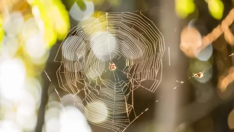 Spider web close-up Stock Photos
