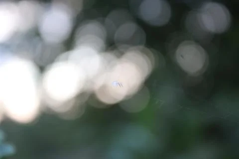 Spider web close up Foto stock