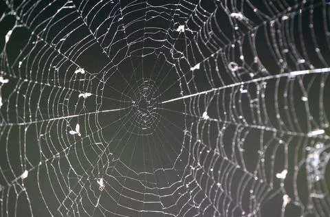 Spider Web Close Stock Photos