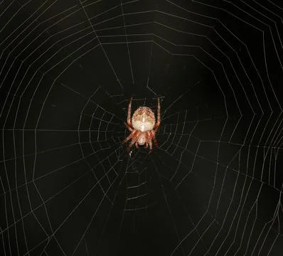 Spider on the web close-up Stock Photos