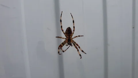 Spider on the web close-up. Spider falls from the web. Stock Footage 112620336