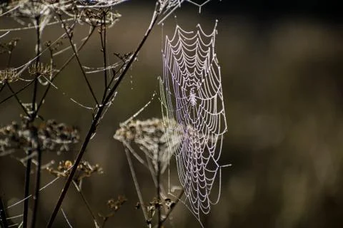 Spider web close-up. Spider's web in autumn field in sun rays at dawn and the Stock Photos