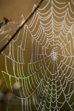 Spider web close-up. Spider's web in autumn field in sun rays at dawn and the Stock Photos