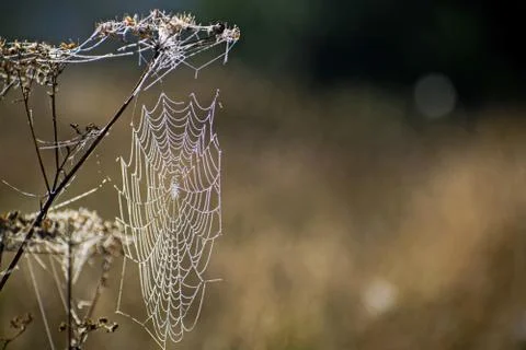 Spider web close-up. Spider's web in autumn field in sun rays at dawn and the Stock Photos