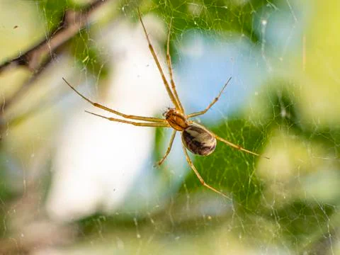 Spider on the web. Close-up view. Stock Photos