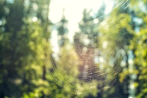 Spider web closeup against in forest on summer day green nature background Stock Photos