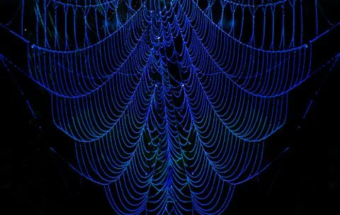 Spider web closeup at dawn with mist 스톡 사진