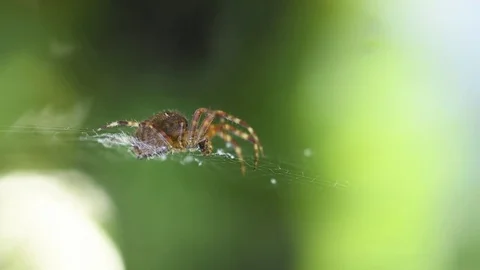 Spider on web closeup Stock Footage 82655592