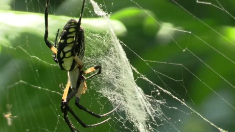 Spider in web closeup Stock Footage 132583582