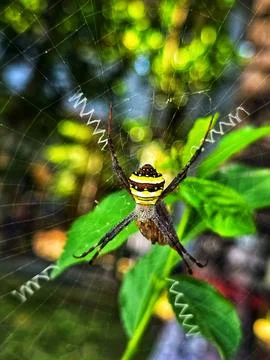 Spider Web Closeup Fotos de archivo