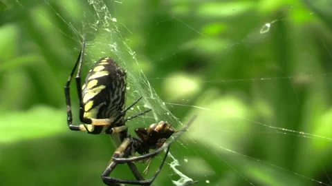 Spider in web closeup with prey wrapping it in silk Stock Footage 132583568