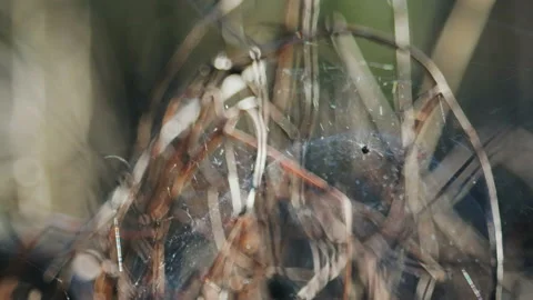The spider web closeup sways on wind 動画素材 106765822