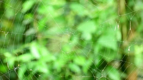 Spider web closeup on a tree in the jungle Stock Footage 108726868