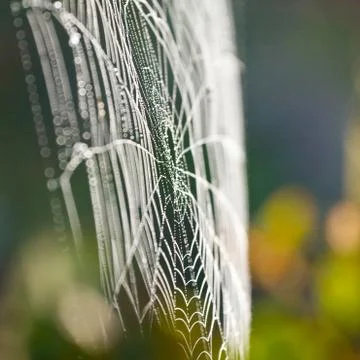 The spider web (cobweb) closeup background. Fotos de archivo