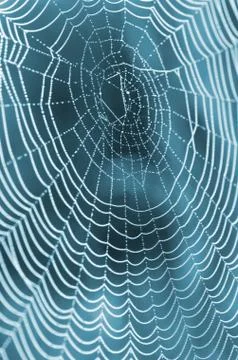 The spider web (cobweb) closeup background. Foto stock