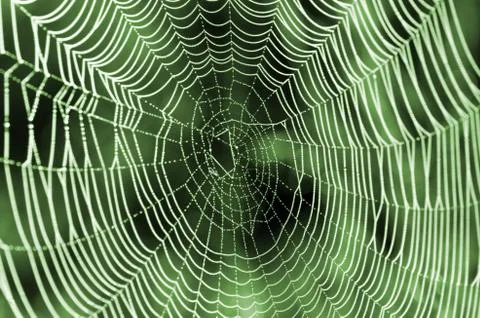 The spider web (cobweb) closeup background. Stock Photos