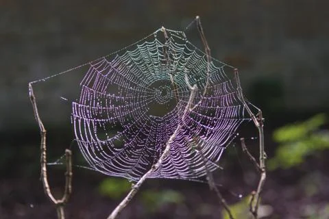 The spider web (cobweb) closeup background. Stock Photos