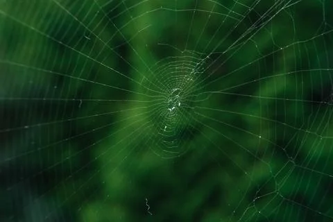 The spider web (cobweb) closeup background. Fotos de archivo