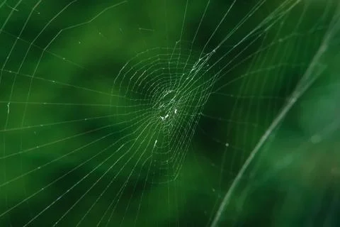 The spider web (cobweb) closeup background. Fotos de archivo