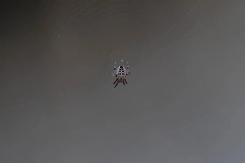 The spider web (cobweb) closeup background. Fotos Stock