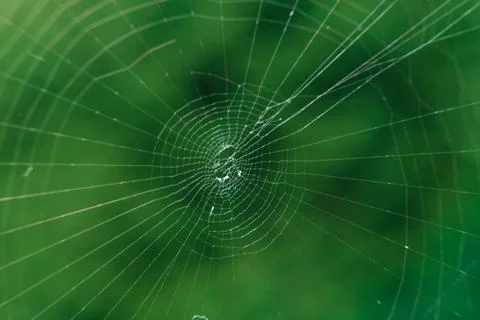 The spider web (cobweb) closeup background. Fotos de archivo