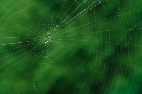 The spider web (cobweb) closeup background. Stock Photos