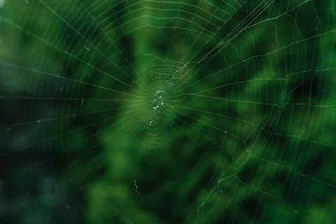 The spider web (cobweb) closeup background. 写真素材