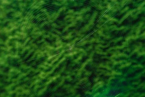 The spider web (cobweb) closeup background. Stock Photos