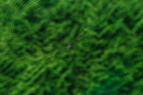 The spider web (cobweb) closeup background. Stock Photos