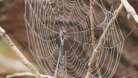 Spider Web Cobweb with dew Drops in Bog on Tree in Morning at Sunrise Stock Footage 223356237