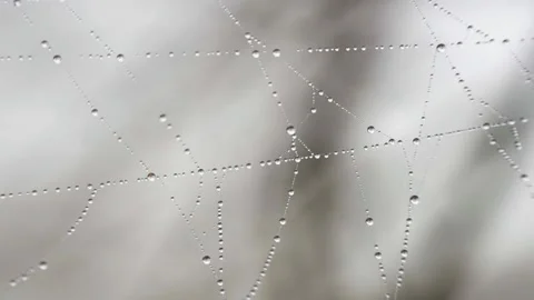 Spider Web Cobweb with dew Drops in Bog on Tree in Morning at Sunrise Stock Footage 223357226