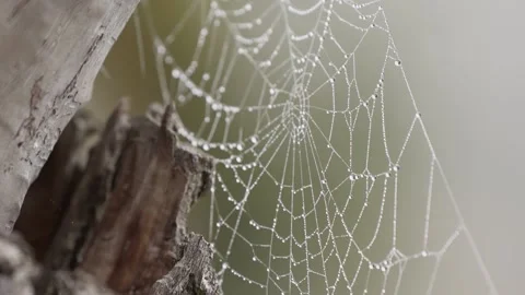 Spider Web Cobweb with dew Drops in Bog on Tree in Morning at Sunrise Stock Footage 223358603