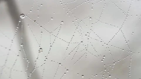 Spider Web Cobweb with dew Drops in Bog on Tree in Morning at Sunrise Stock Footage 223360009