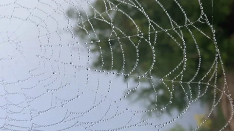 Spider Web Cobweb with dew Drops in Bog on Tree in Morning at Sunrise Vertical 스톡 동영상 231603137