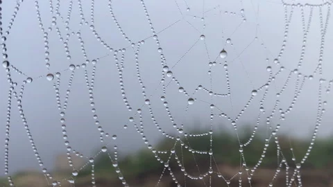 Spider Web Cobweb with dew Drops in Bog on Tree in Morning at Sunrise Stock Footage 244710306