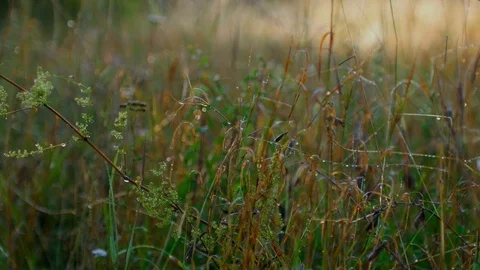 Spider web Cobweb in Dewy grass Slider motion 4K Stock Footage 80872571