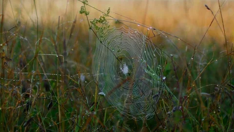 Spider web Cobweb in dewy Grass and Soft Wind 4K Stock Footage 80876928