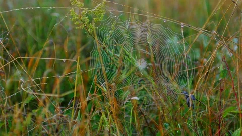 Spider web Cobweb in dewy Grass 4K Stock-Footage 80878855