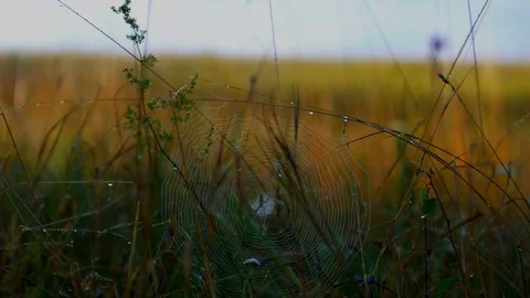 Spider web Cobweb in Grass from Defocus to Focus 4K Stock Footage 80872896