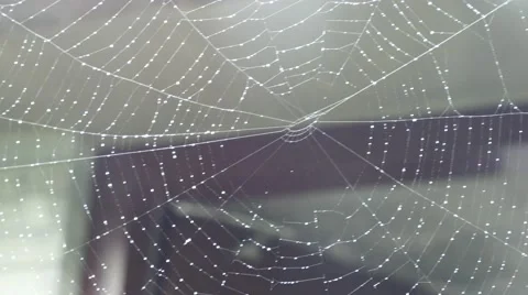 The spider web (cobweb) in a raining day Stock Footage 52427237