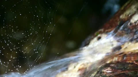 Spider web cobwebs beside streams water. Stock Footage
