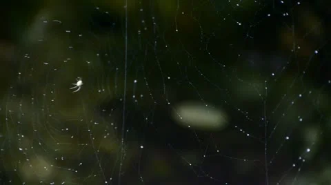 Spider web cobwebs beside streams water. Stock Footage