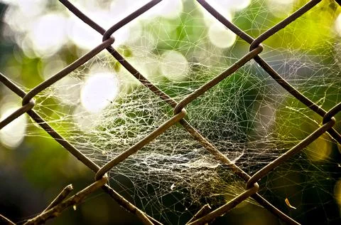 Spider web on compound wire. green blurred background Stock Photos