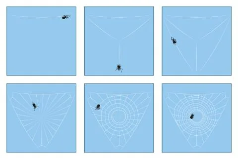 Spider Web Construction Steps Stock Illustration