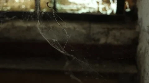 Spider web in the corner of an old abandoned house or building. Stock Footage 168561257
