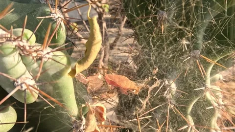 Spider Web Covered Cactus Nature Ambience Stock Footage 339971932