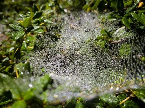 Spider web covered in dew among green leaves Stock Photos