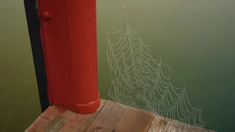 Spider web covered with dew drops over wooden dock in lake or sea Stock Footage 341682146